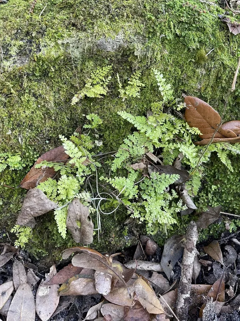 Curtiss's Spleenwort