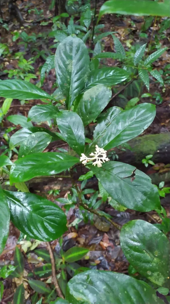 Psychotria Cupularis