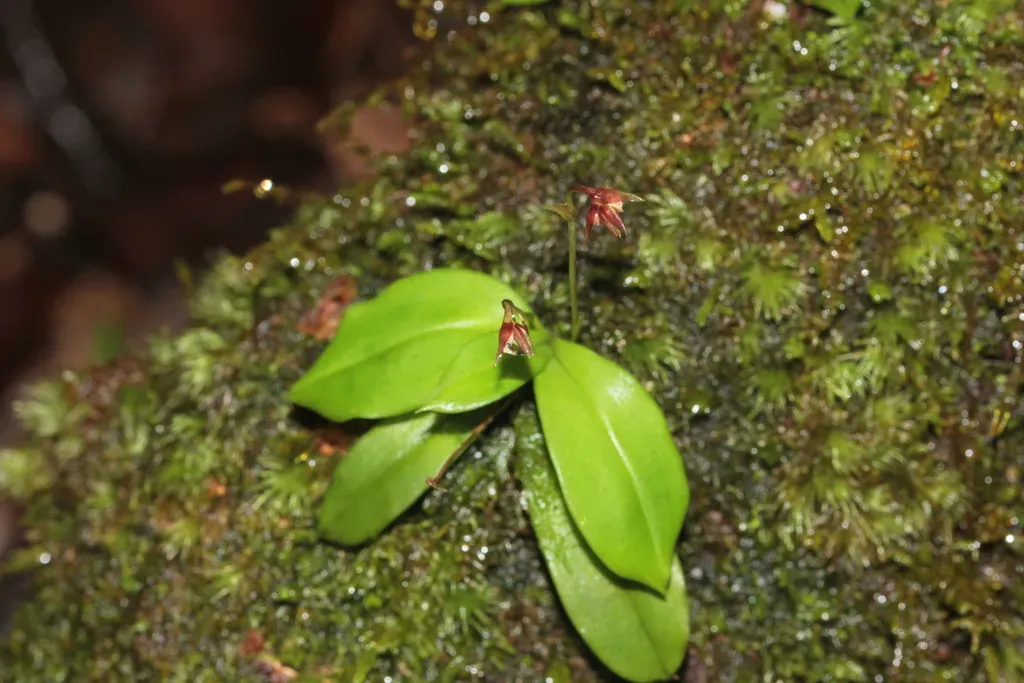 Cheiradenia Cuspidata