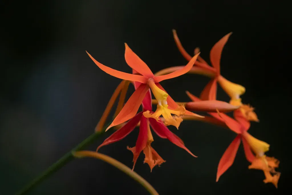Epidendrum Macrocarpum