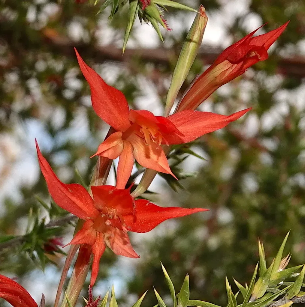 Gladiolus Quadrangularis