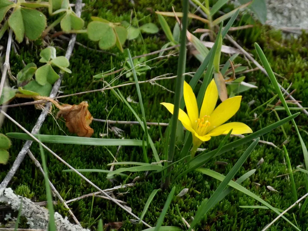 Nothoscordum Dialystemon