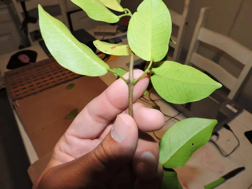 Adenocalymma Marginatum