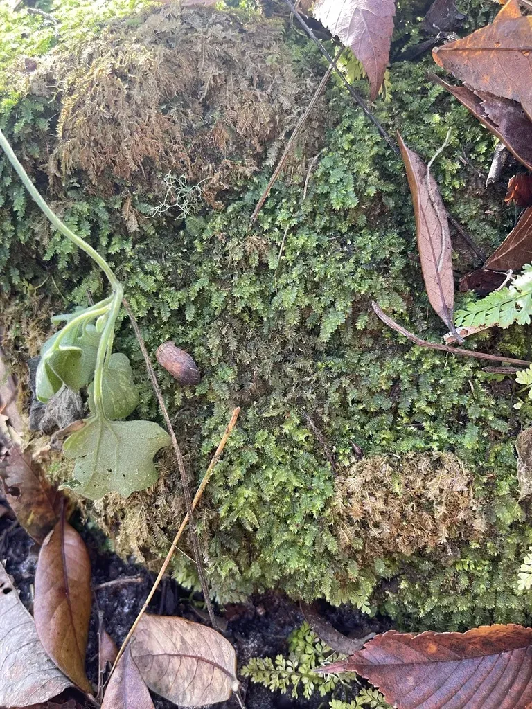 Racopilum Tomentosum