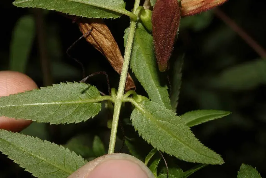 Lamourouxia Xalapensis