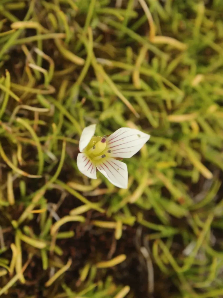 Gentianella Grisebachii