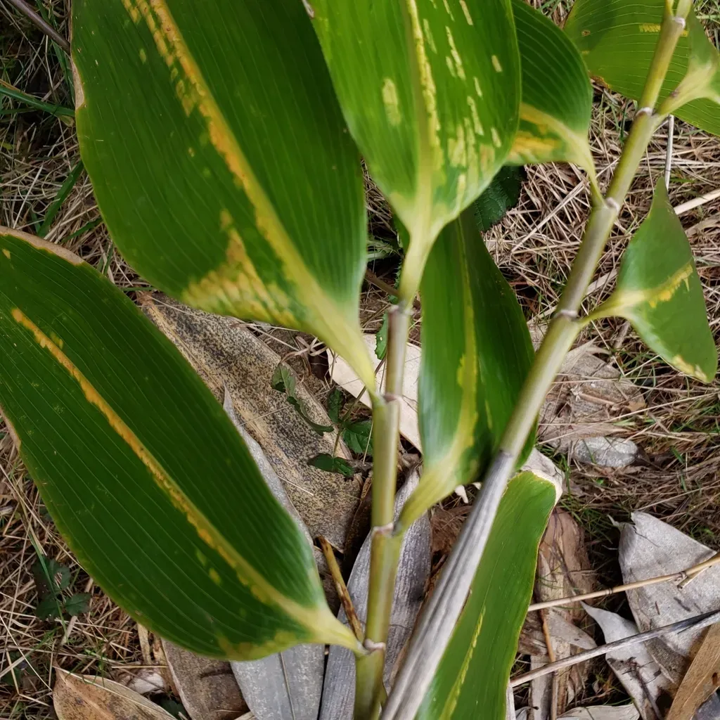 Indocalamus Latifolius