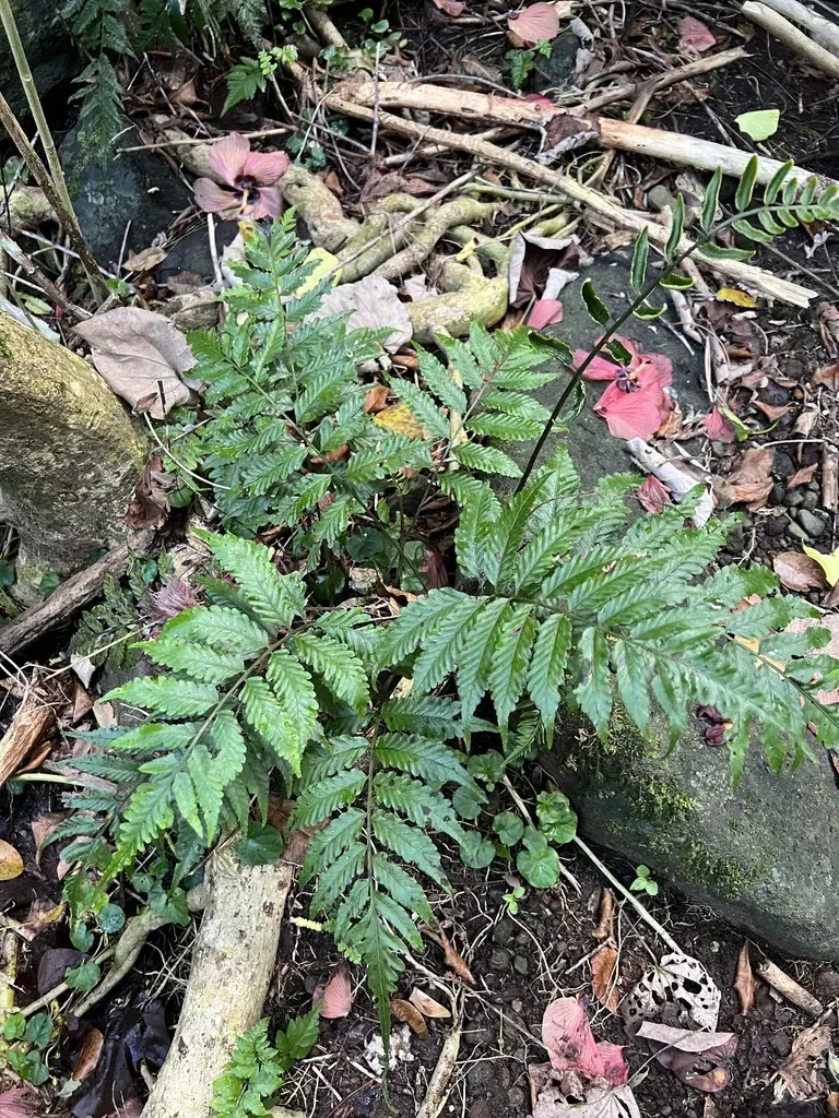 Bolbitis Lonchophora