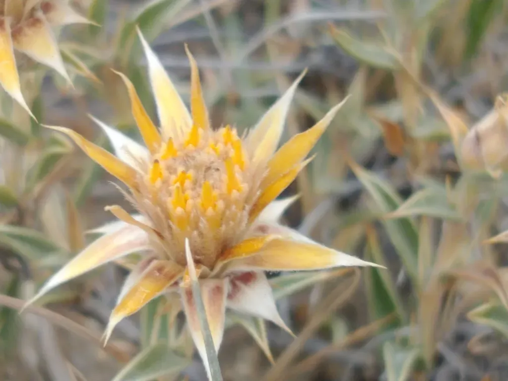 Chuquiraga Avellanedae