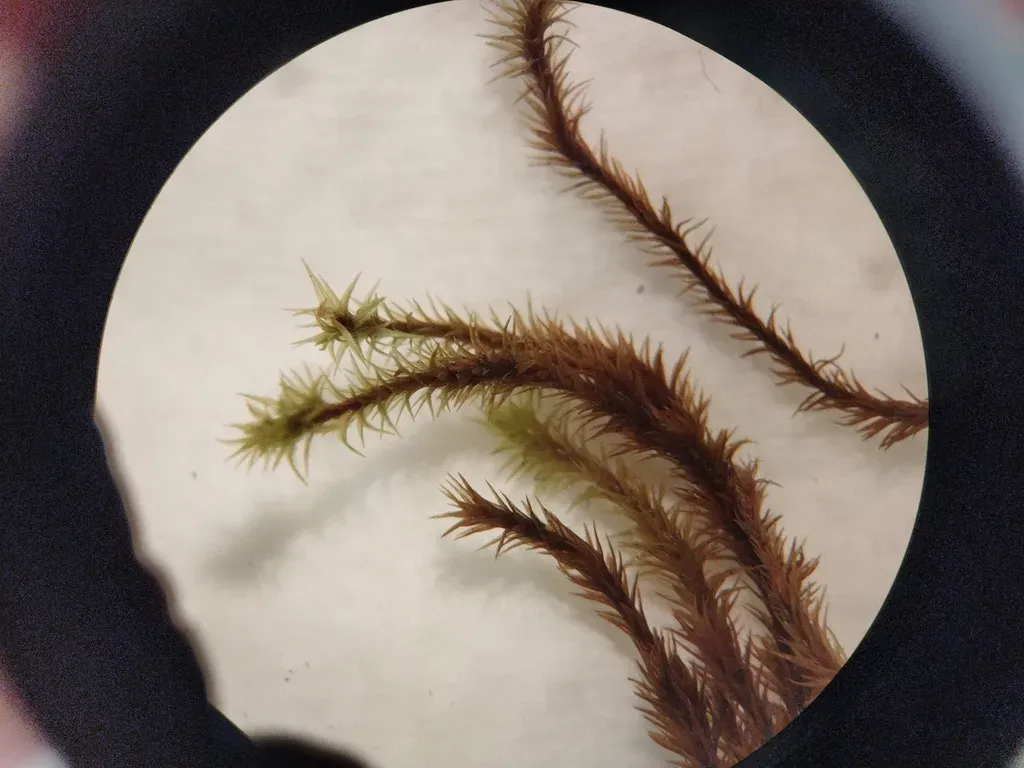 Racomitrium Ptychophyllum