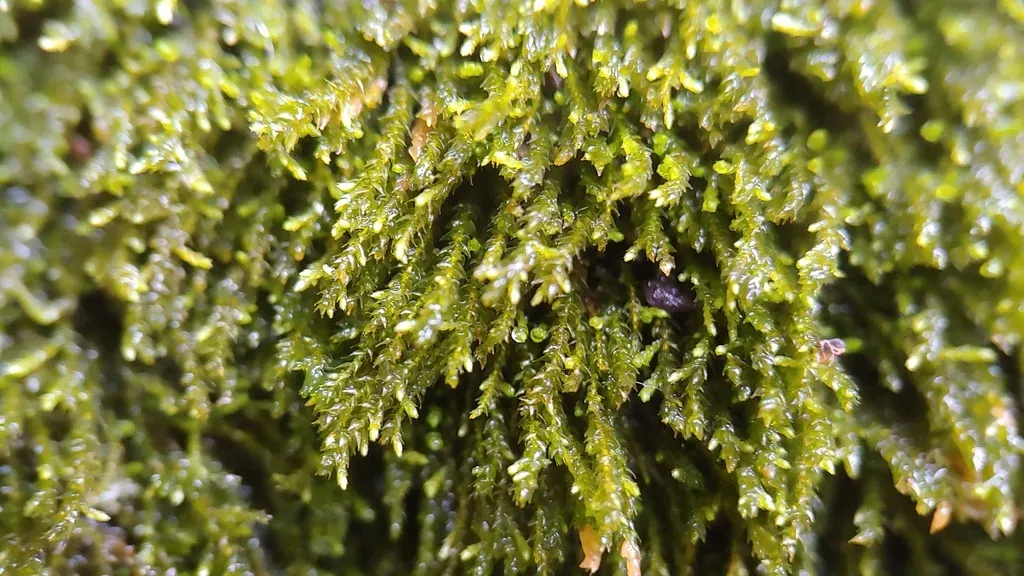 Rhynchostegium Aquaticum