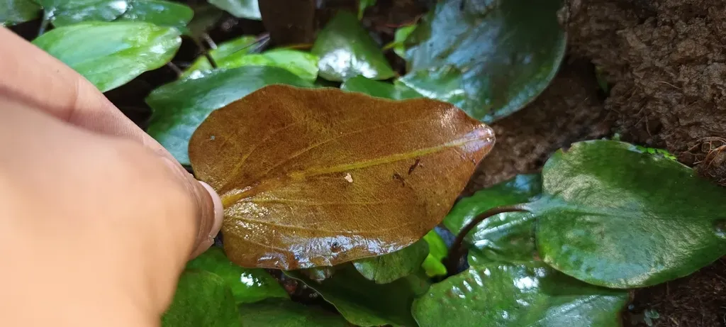 Cryptocoryne Griffithii