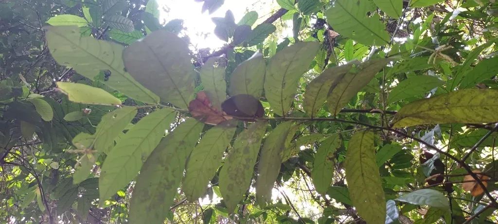 Dasymaschalon Dasymaschalum