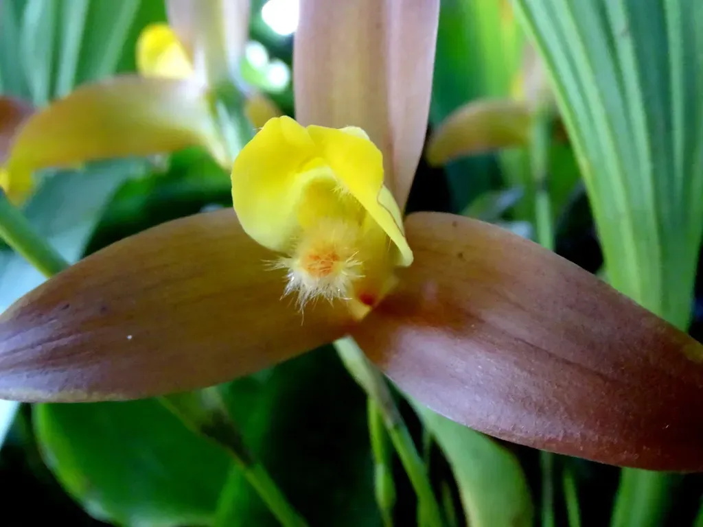 Lycaste Lasioglossa