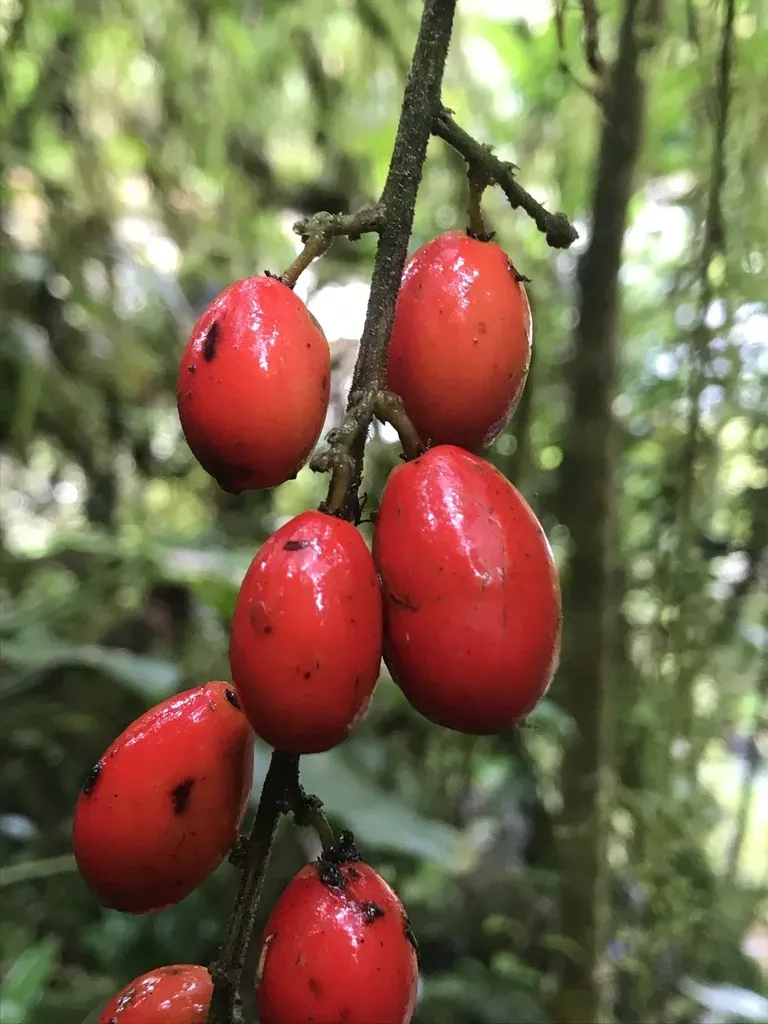 Picramnia Sphaerocarpa