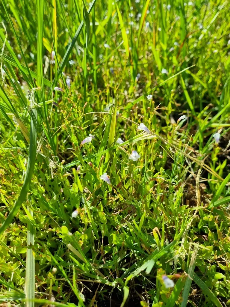 Small-flower False Pimpernel