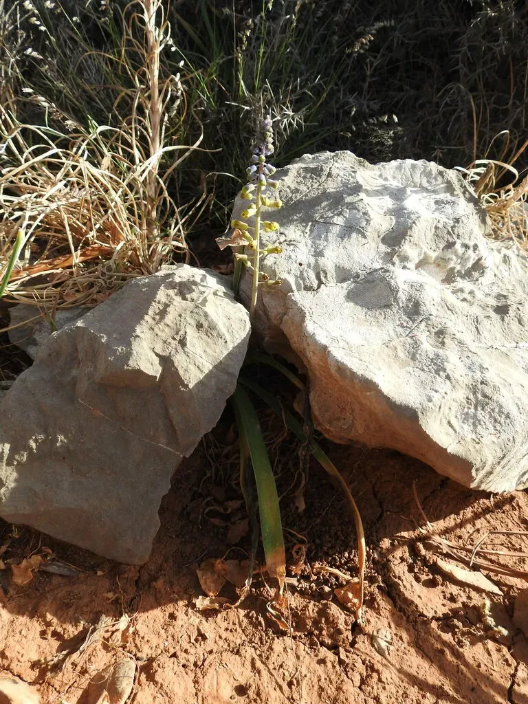 Muscari Spreitzenhoferi