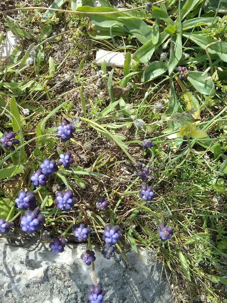 Muscari Pulchellum