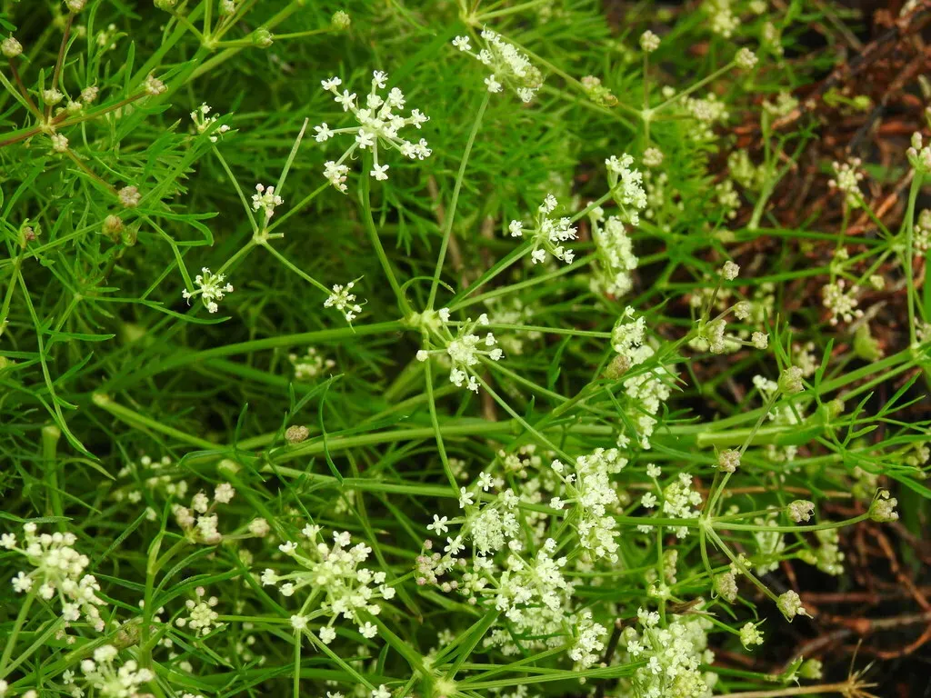 Mediterranean Cicely