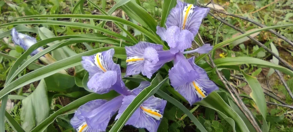 Wide-leaved Iris