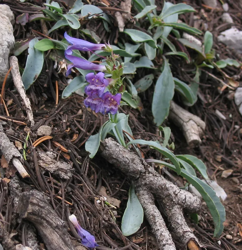 Smoothleaf Beardtongue