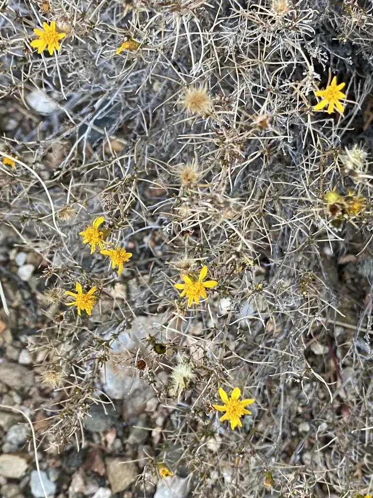 Pricklyleaf Dogweed