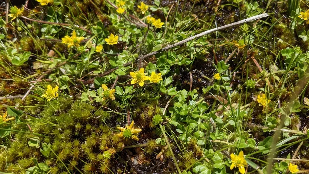 Ranunculus Pimpinellifolius