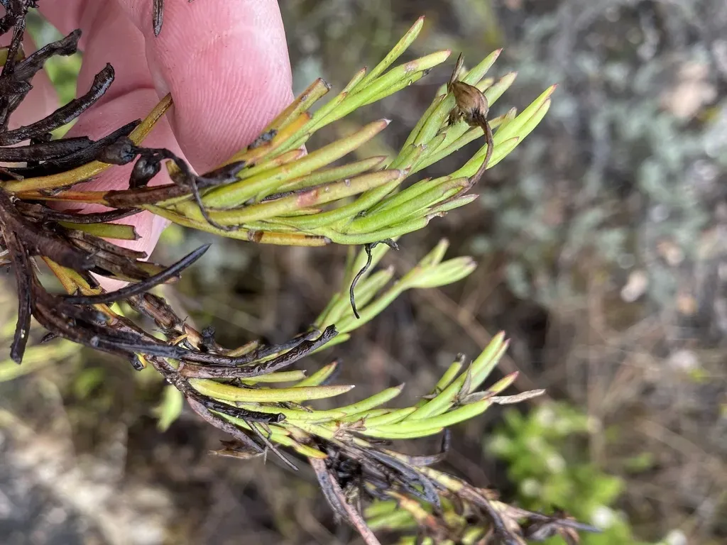 Osteospermum Triquetrum
