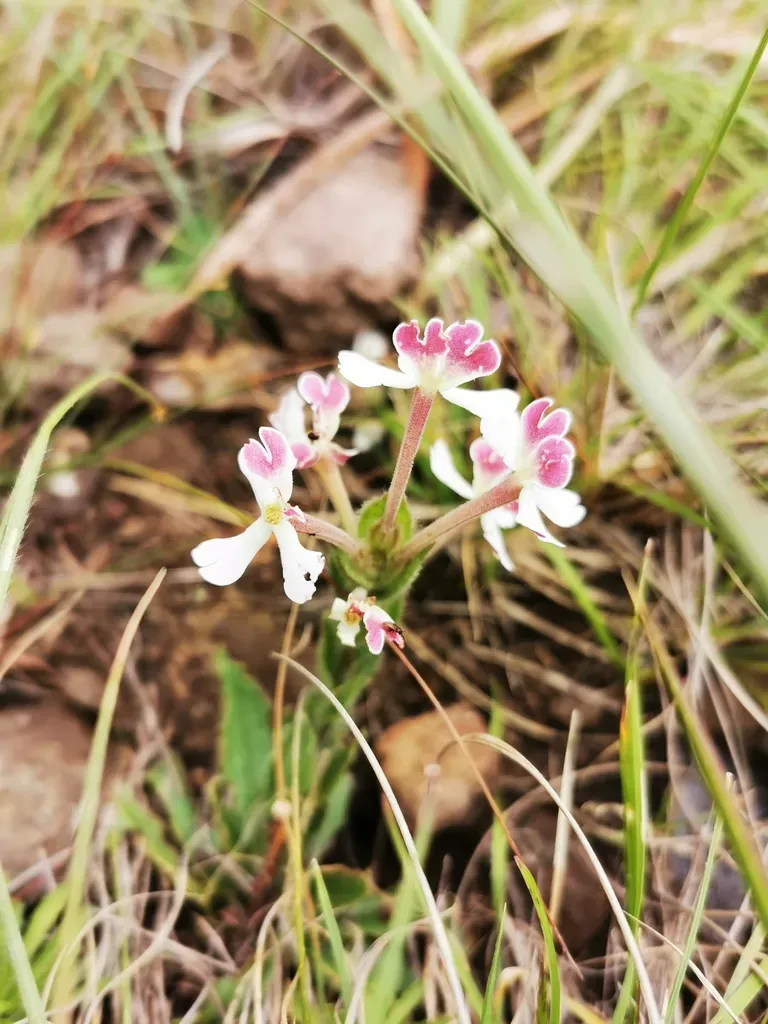 Zaluzianskya Microsiphon