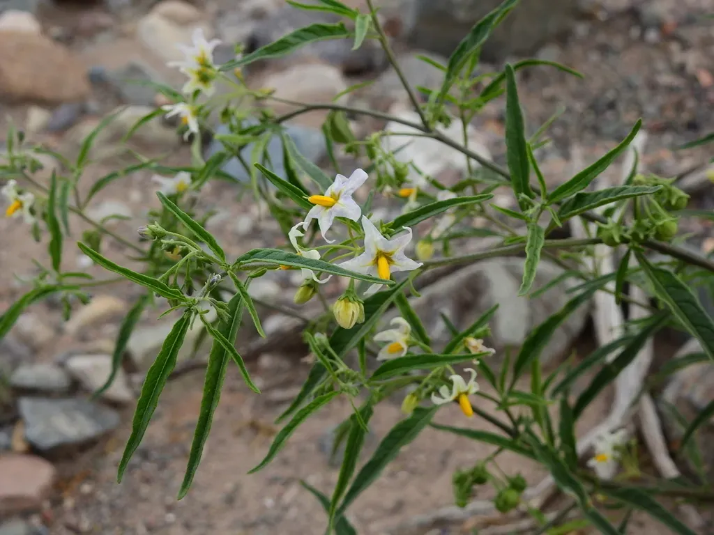 Solanum Salicifolium