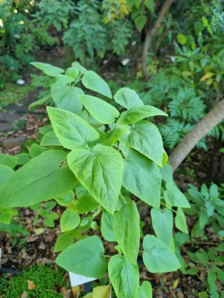 Teucrium Abutiloides