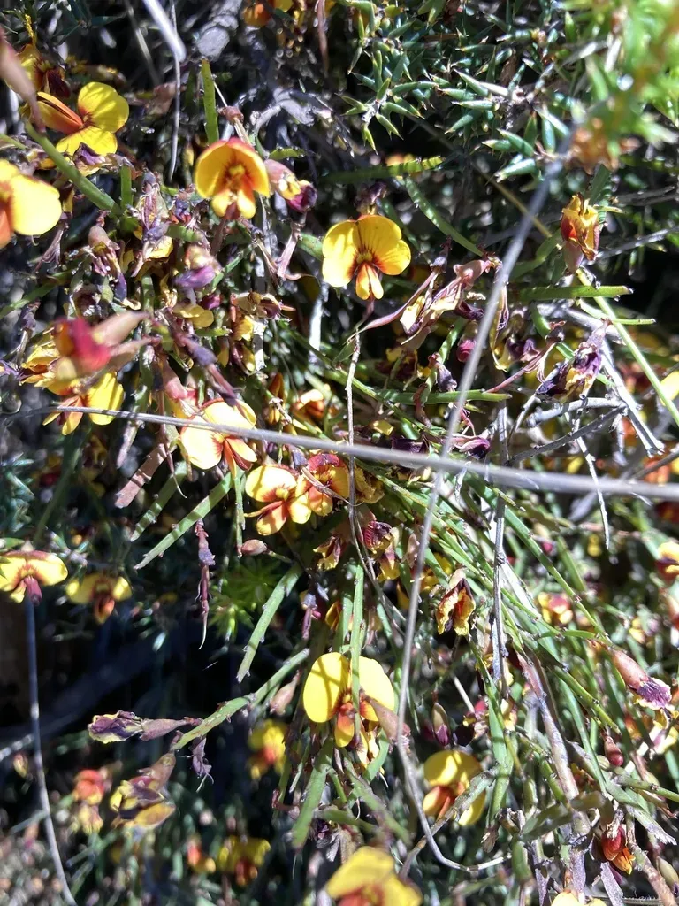 River Leafless Bossiaea