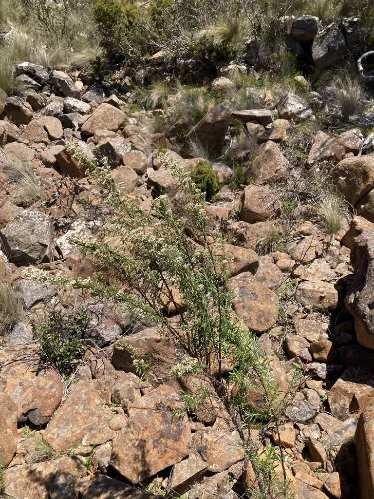 Ozothamnus Ericifolius