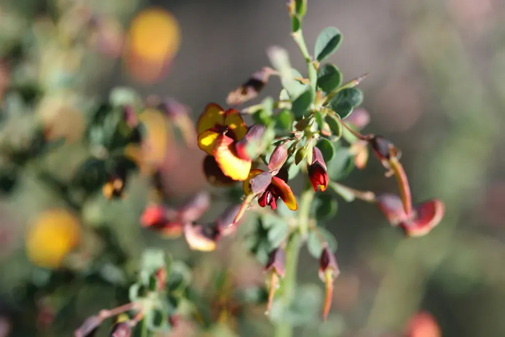 Bossiaea Spinescens