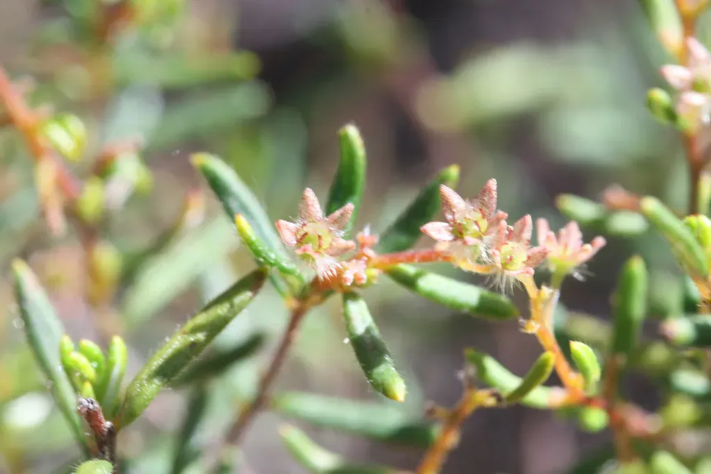 Trymalium Angustifolium