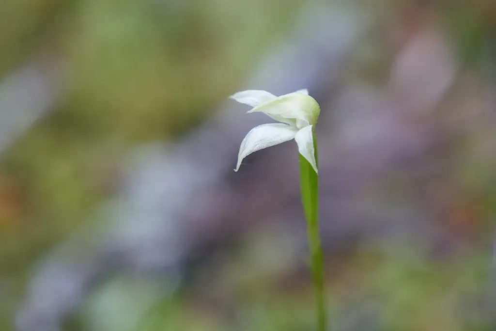 Slender Forest Orchid