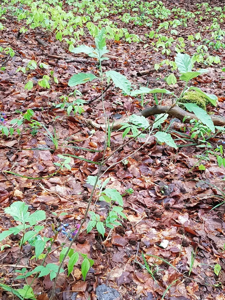 Hedlundia Pseudothuringiaca