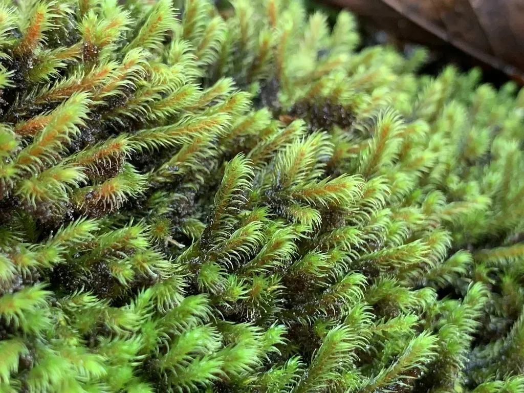 Thick-nerved Apple-moss