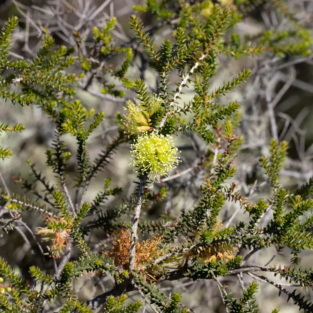 Melaleuca Densa