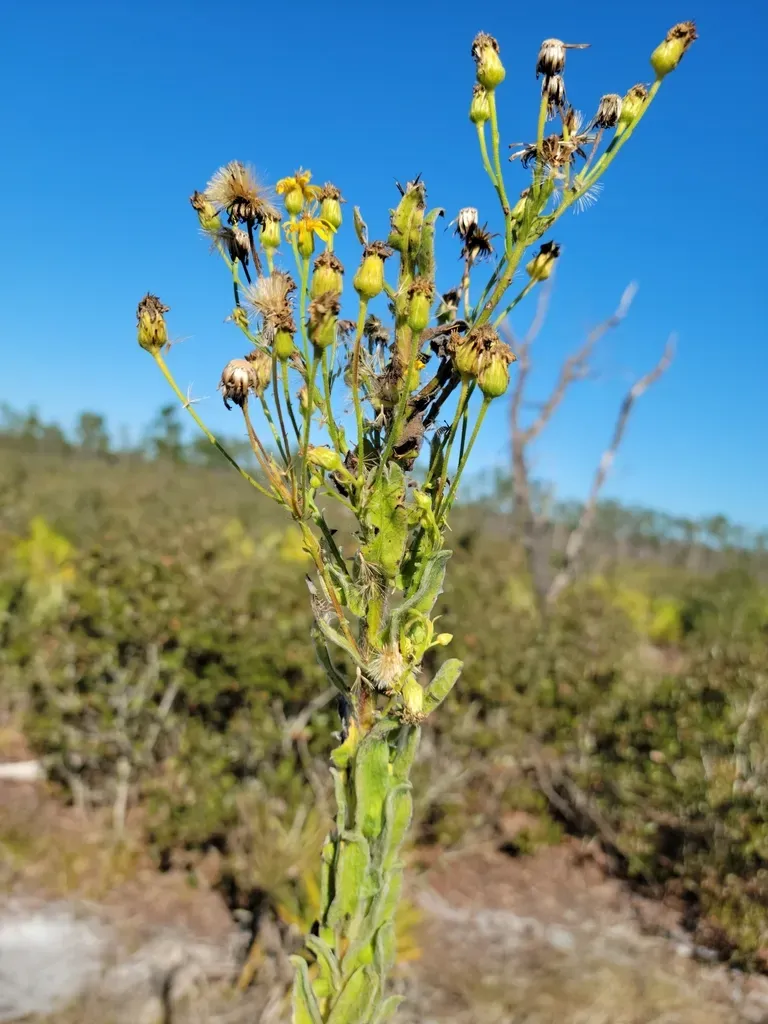 Highlands Goldenaster