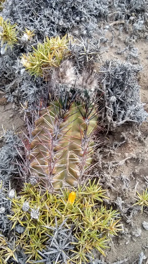 Austrocactus Aonikenkensis