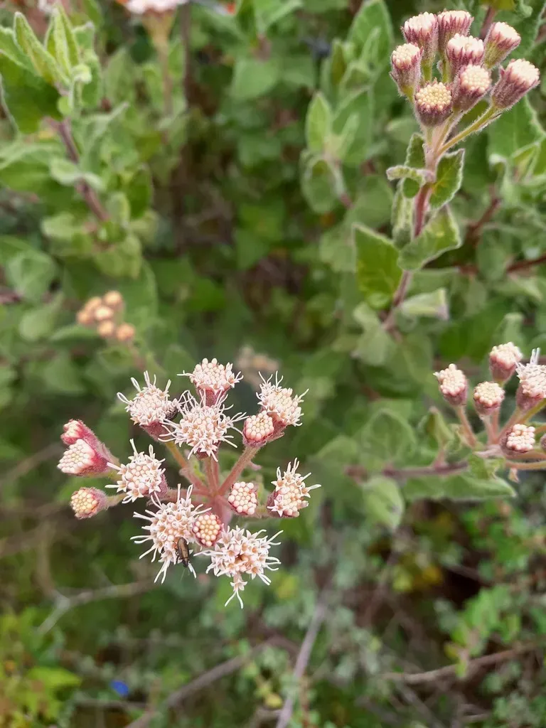 Ageratina Scorodonioides