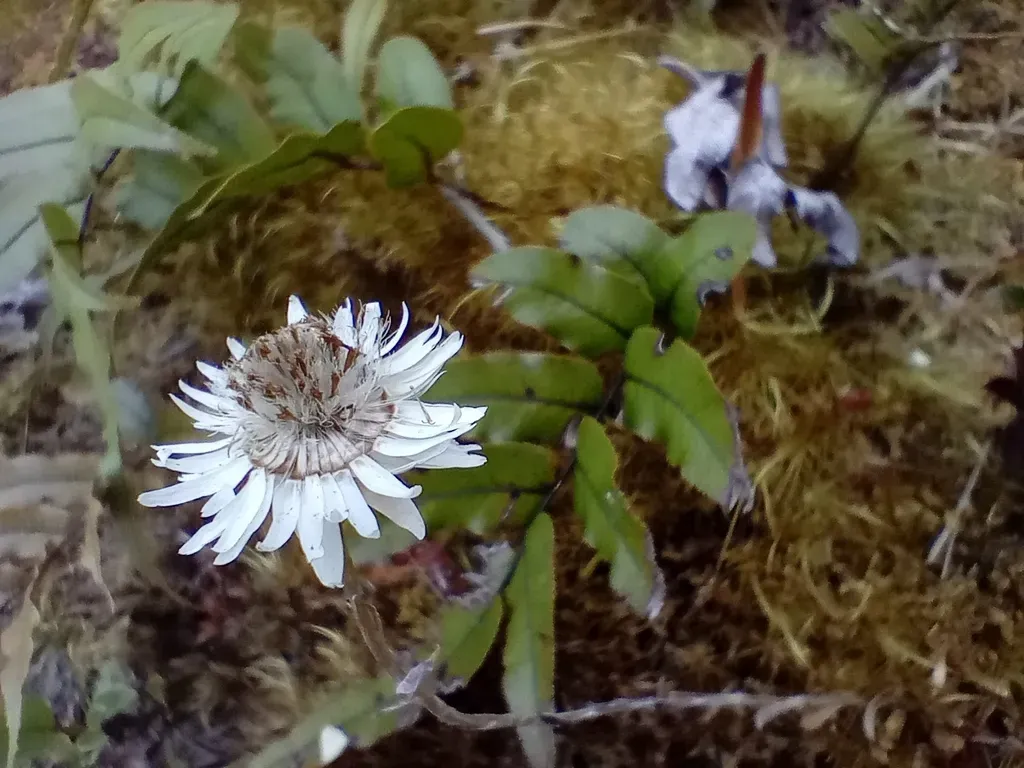 New Zealand Everlasting Daisy