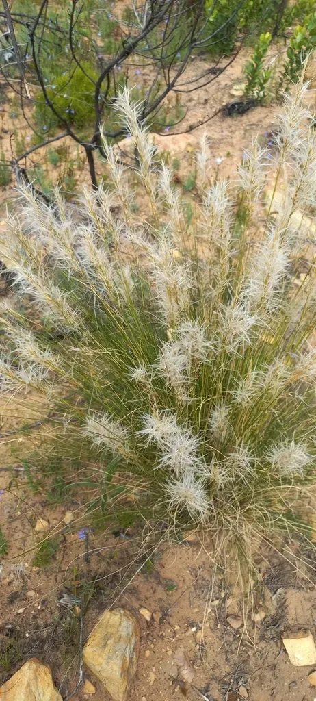 Stipagrostis Zeyheri