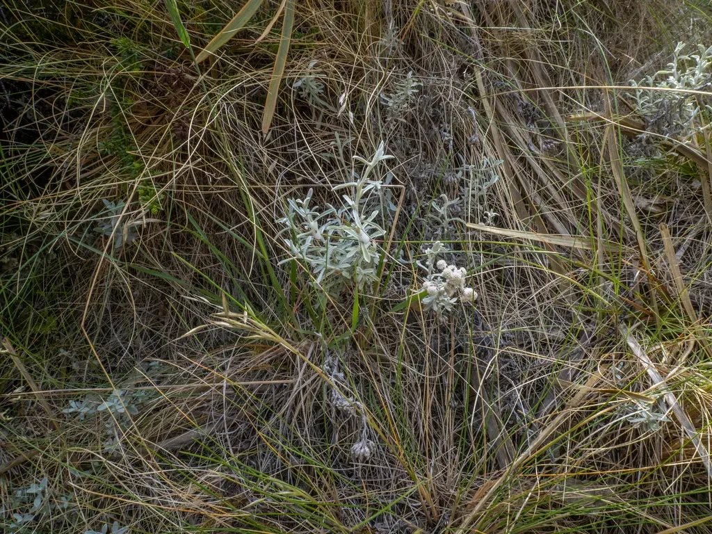 Ewartiothamnus Sinclairii