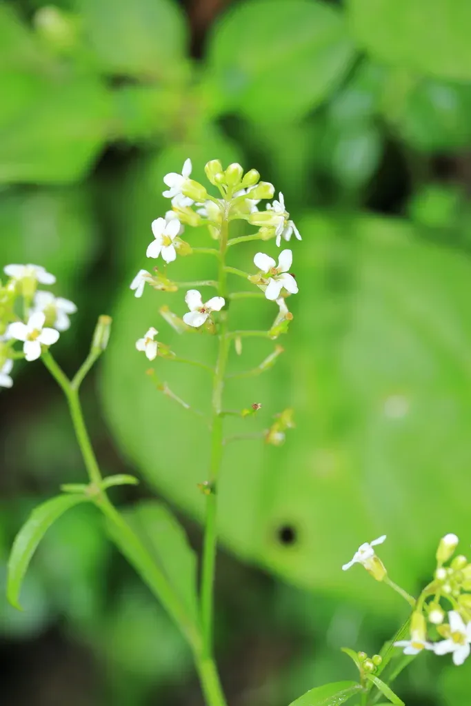 Cremolobus Stenophyllus