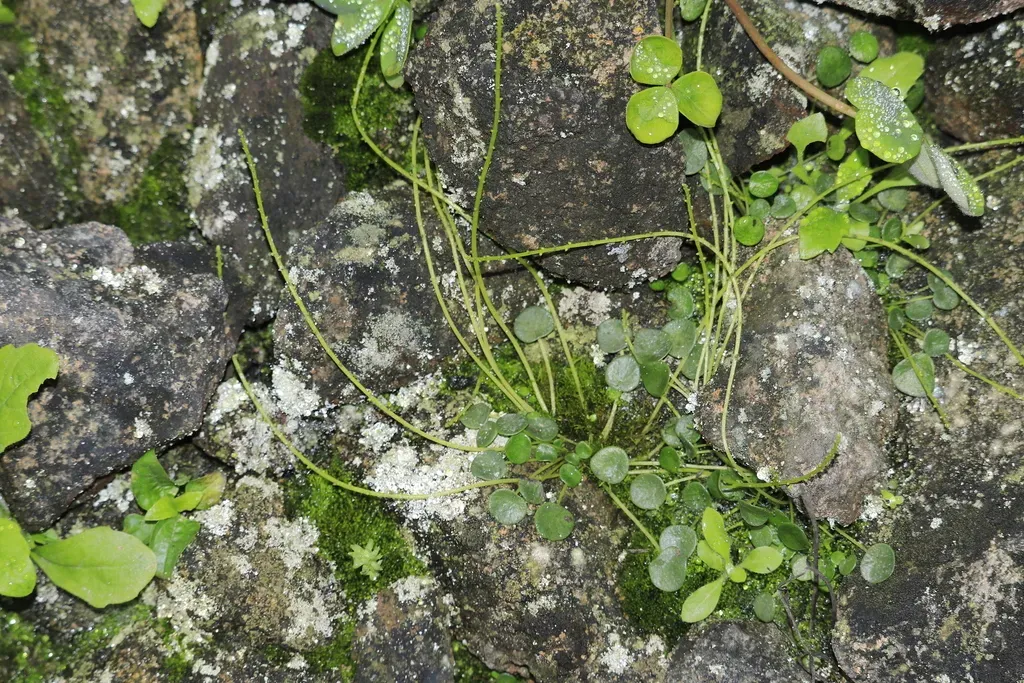 Peperomia Umbilicata