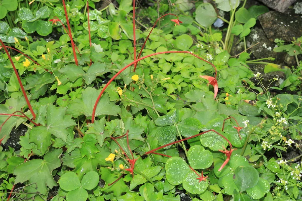 Begonia Geraniifolia