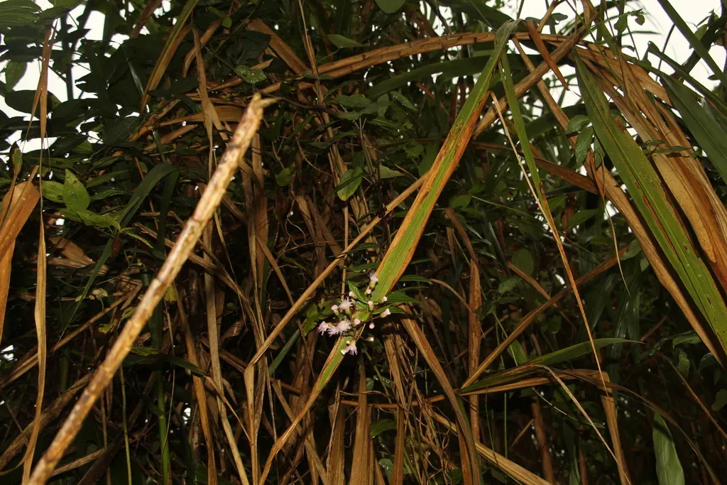 Heterocondylus Vitalbae