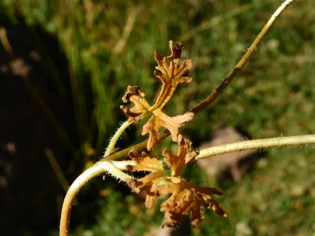 Blumenbachia Dissecta